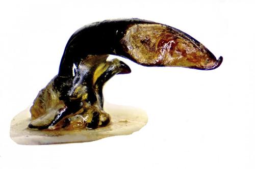 Pterostichus dilatatus